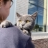 ÜCRETSİZ CİNS KEDİ SAHİPLENDİRME fotoğraf