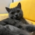 ÜCRETSİZ CİNS KEDİ SAHİPLENDİRME fotoğraf