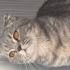 Scottish fold dişi kedi fotoğraf
