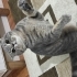 Scottish fold dişi kedi fotoğraf