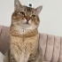 British shorthair erkek kedi fotoğraf