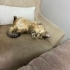 British shorthair erkek kedi fotoğraf