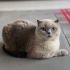 Yuva Arıyor: 3 Yaşındaki Kartopu fotoğraf