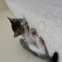 ACİL ÖMÜRLÜK YUVA fotoğraf