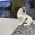 Görme Engelli Nana  Acil yuva arıyor fotoğraf