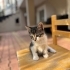3 Aylık ücretsiz dişi yavrumuz fotoğraf
