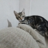 DENİZLİ/Pamukkalede❗ ACİL YUVA İLANI❗TEKİR ERKEK KEDİ fotoğraf