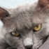 Russian Blue Zuzu aşıları tam kısır fotoğraf