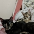 3 KARDEŞ DENİZLİ'DE ACİL YUVA ARIYOR fotoğraf
