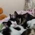 3 KARDEŞ DENİZLİ'DE ACİL YUVA ARIYOR fotoğraf