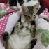 3 KARDEŞ DENİZLİ'DE ACİL YUVA ARIYOR fotoğraf
