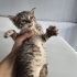 AŞILARI TAM 1,5 AYLIK BEBEK YUVA ARIYOR fotoğraf