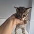 AŞILARI TAM 1,5 AYLIK BEBEK YUVA ARIYOR fotoğraf