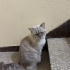 Evden atılmış cins kedi fotoğraf