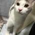 Tatlı mı tatlı 6 yavru kedi fotoğraf