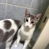 Tatlı mı tatlı 6 yavru kedi fotoğraf