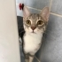 Tatlı mı tatlı 6 yavru kedi fotoğraf