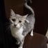 Tatlı mı tatlı 6 yavru kedi fotoğraf
