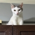 Tatlı mı tatlı 6 yavru kedi fotoğraf