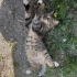 Tombik kedi yuva arıyor fotoğraf