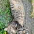 Tombik kedi yuva arıyor fotoğraf