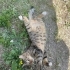 Tombik kedi yuva arıyor fotoğraf