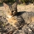 Tombik kedi yuva arıyor fotoğraf