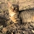 Tombik kedi yuva arıyor fotoğraf