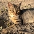 Tombik kedi yuva arıyor fotoğraf