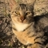 Tombik kedi yuva arıyor fotoğraf