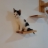 2 aylık sevimli ve sevgi dolu bebek yuva arıyor fotoğraf