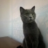 Uysal kedi paris fotoğraf