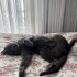Uysal kedi paris fotoğraf