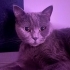 Uysal kedi paris fotoğraf