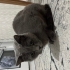 Uysal kedi paris fotoğraf