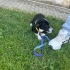 Border collie melezi kızımız yuvasını arıyor fotoğraf