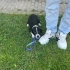 Border collie melezi kızımız yuvasını arıyor fotoğraf