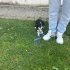 Border collie melezi kızımız yuvasını arıyor fotoğraf