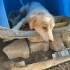 Collie melezi kızımıza acil yuva fotoğraf