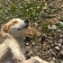 Collie melezi kızımıza acil yuva fotoğraf