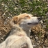 Collie melezi kızımıza acil yuva fotoğraf