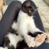Oreo 3 Aylık Sevgi Dolu Minik Kız Yuva Arıyor fotoğraf