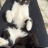 Oreo 3 Aylık Sevgi Dolu Minik Kız Yuva Arıyor fotoğraf