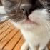 Oreo 3 Aylık Sevgi Dolu Minik Kız Yuva Arıyor fotoğraf