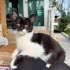 Oreo 3 Aylık Sevgi Dolu Minik Kız Yuva Arıyor fotoğraf