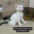 ÇOK ACİL KALACAK YERİ YOK fotoğraf