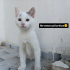 ÇOK ACİL KALACAK YERİ YOK fotoğraf