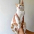 Oğluş yuva arıyor fotoğraf
