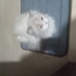 BRİTİSH LONGHAİR LEO SICAK YUVASINI ARIYOR fotoğraf