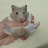 Sahiplendirelecek hamster fotoğraf